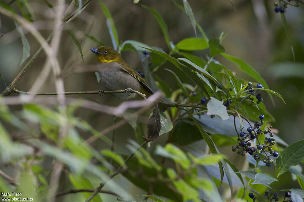 Tangara à bec courtadulte, identification, régime