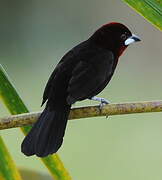 Silver-beaked Tanager