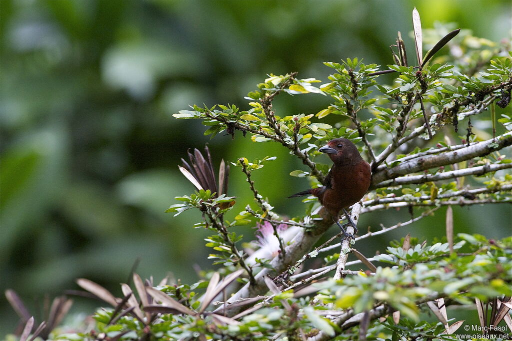 Silver-beaked Tanager female adult, identification