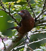 Silver-beaked Tanager