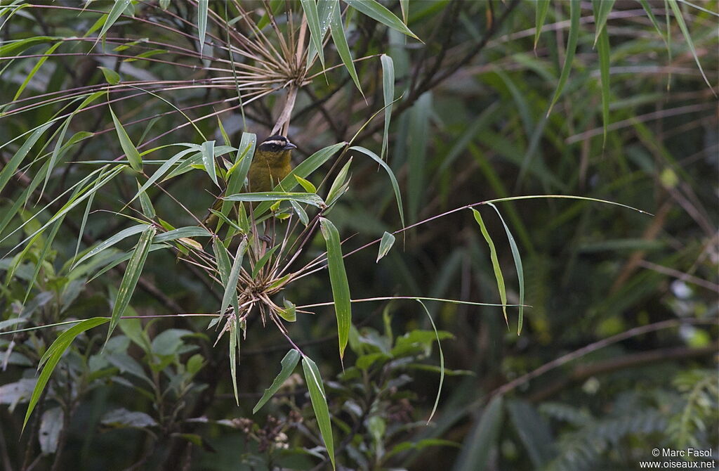 Black-capped Hemispingusadult, identification