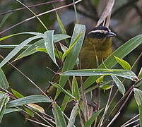 Black-capped Hemispingus