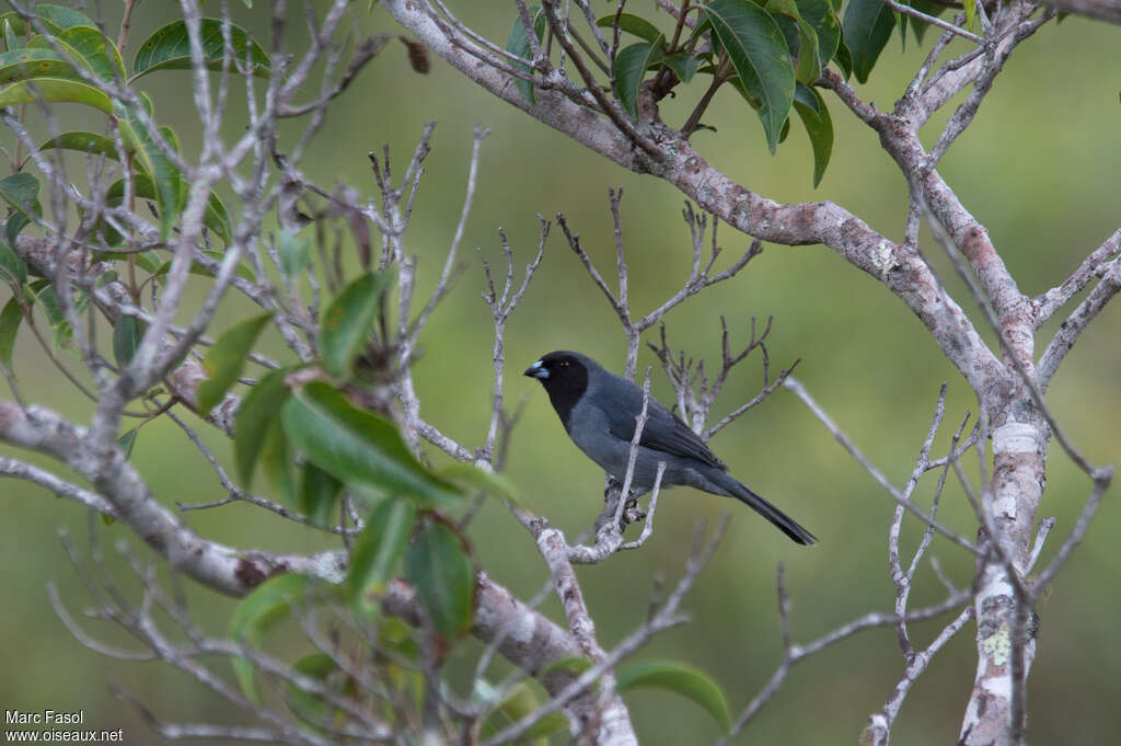 Tangara à camail mâle adulte, identification