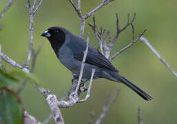 Black-faced Tanager