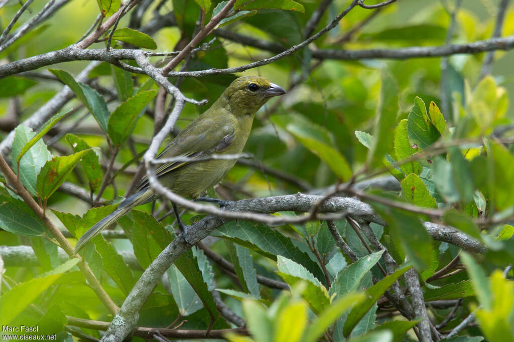 Black-faced Tanagerimmature, identification