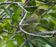 Black-faced Tanager