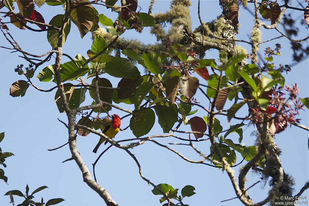 Red-hooded Tanager male adult, identification