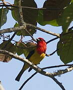 Red-hooded Tanager