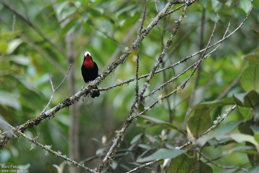 White-capped Tanager male adult, habitat, pigmentation