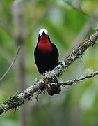 White-capped Tanager