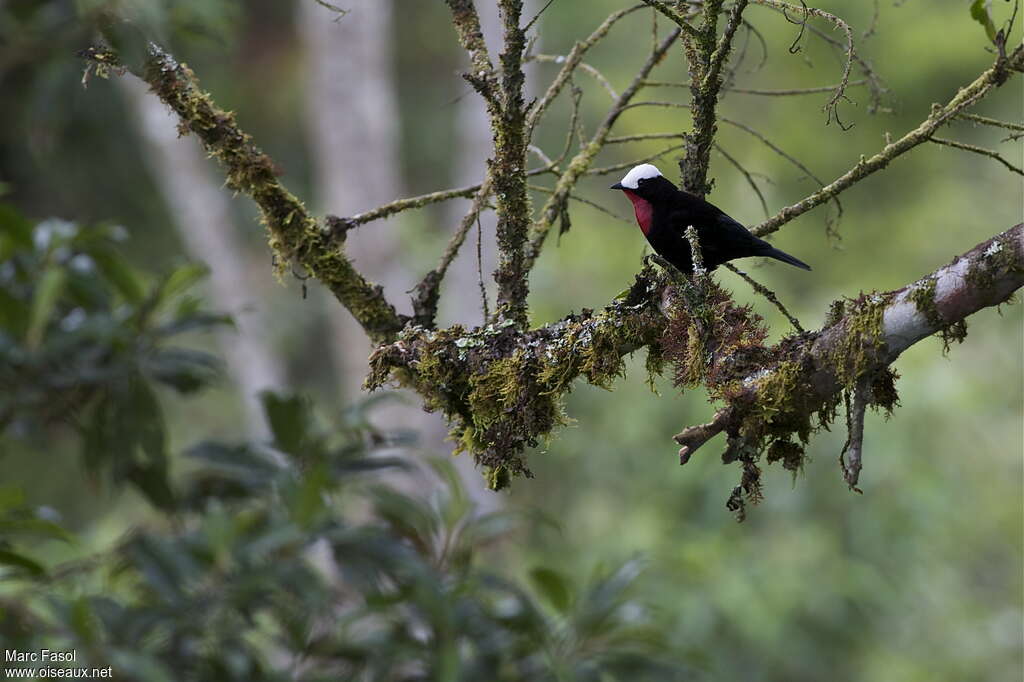 White-capped Tanager male adult, identification