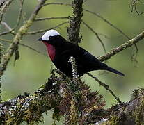 White-capped Tanager