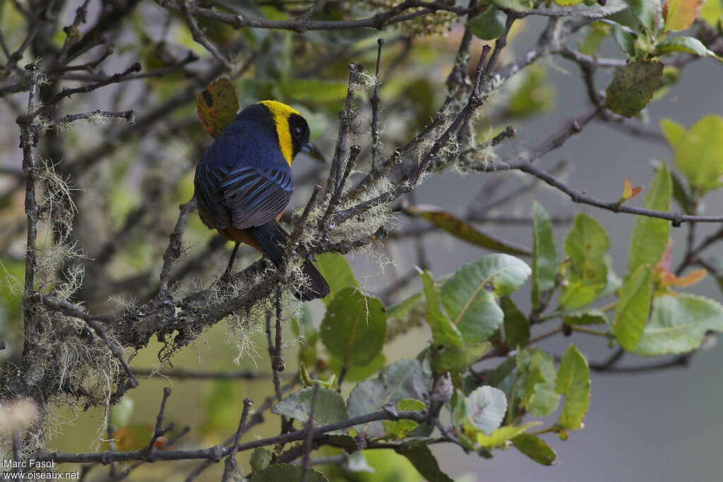 Golden-collared Tanageradult, identification