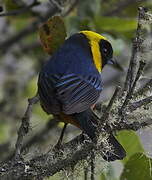 Golden-collared Tanager