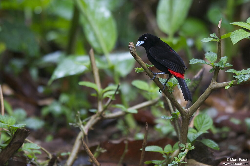 Tangara à croupion rouge mâle adulte, identification