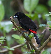 Tangara à croupion rouge