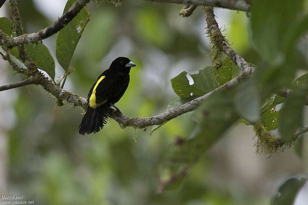 Tangara à dos citron mâle adulte, habitat