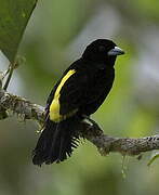 Lemon-rumped Tanager