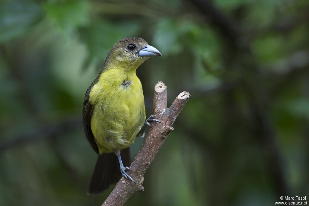 Tangara à dos citron femelle adulte, identification