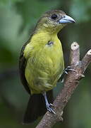 Lemon-rumped Tanager