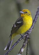 Flame-colored Tanager