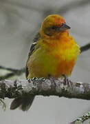 Flame-colored Tanager