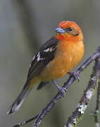 Flame-colored Tanager