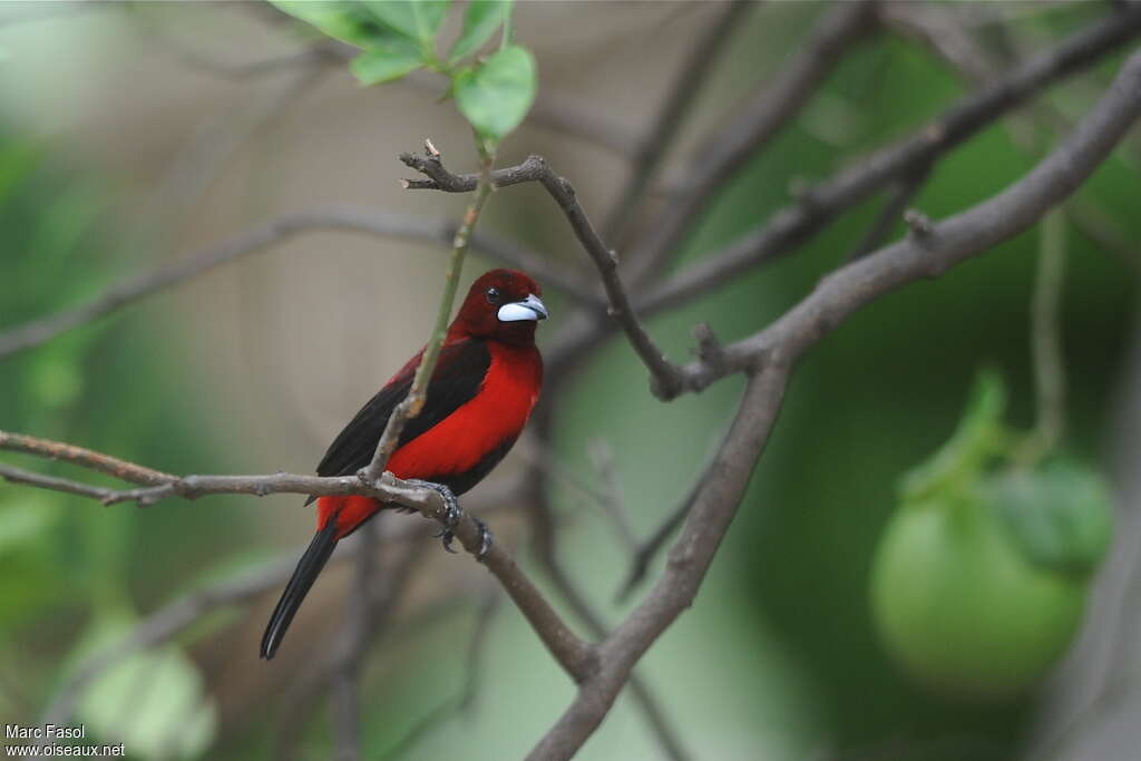 Tangara à dos rouge mâle adulte, identification