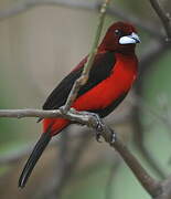 Crimson-backed Tanager