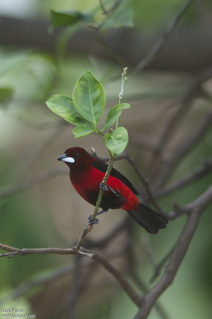 Crimson-backed Tanager male adult, pigmentation