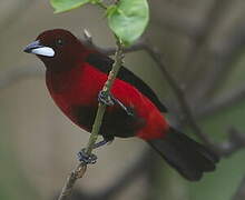 Crimson-backed Tanager