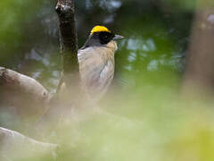 Black-goggled Tanager