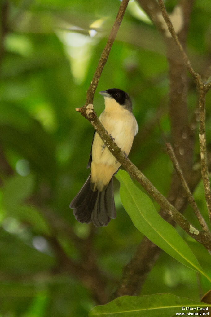 Black-goggled Tanager male adult