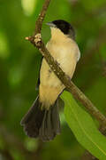 Black-goggled Tanager