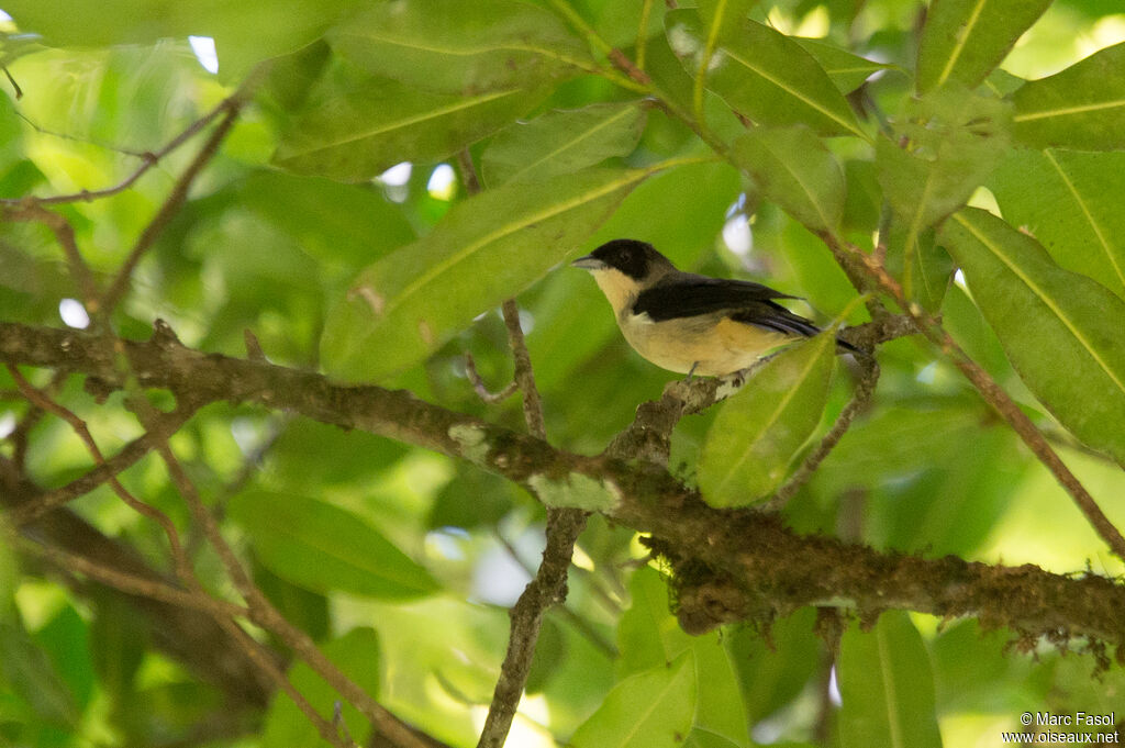 Tangara à front noir mâle adulte, identification