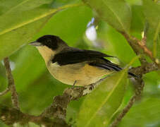 Black-goggled Tanager