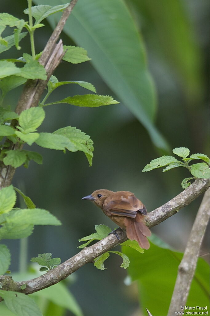 Tangara à galons blancs femelle, identification