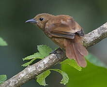 White-lined Tanager