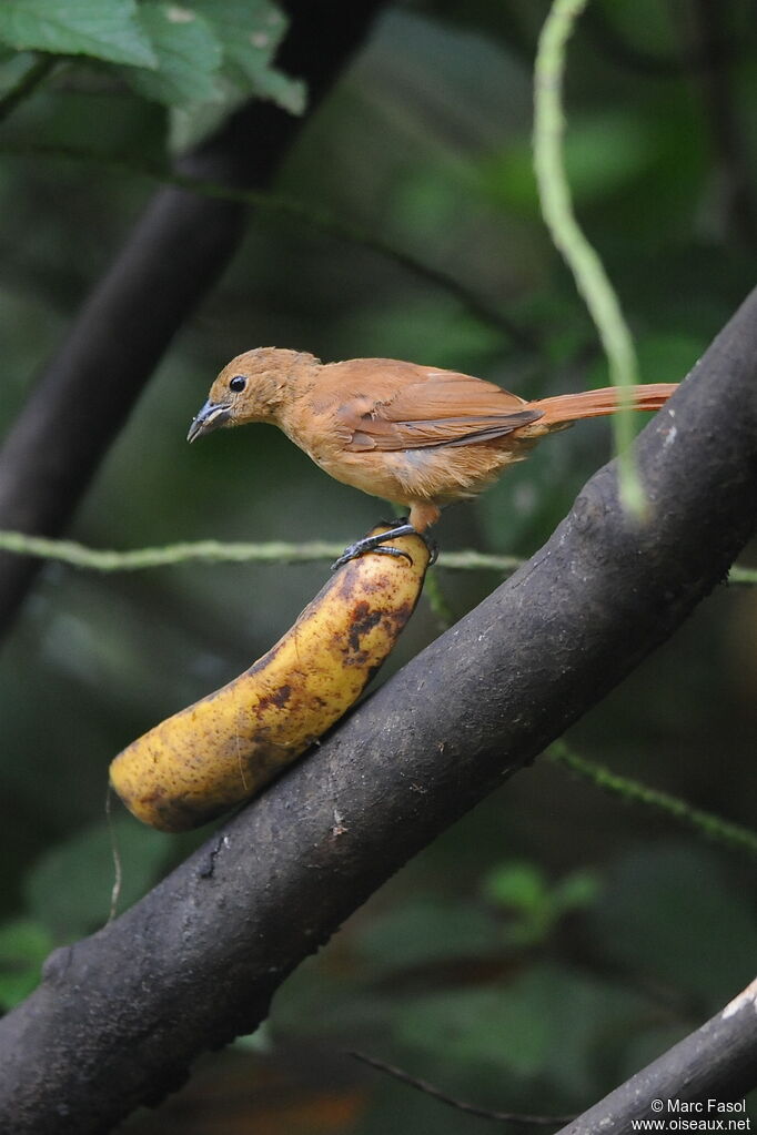 White-lined Tanager female adult, identification, feeding habits