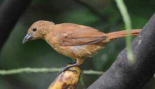 White-lined Tanager