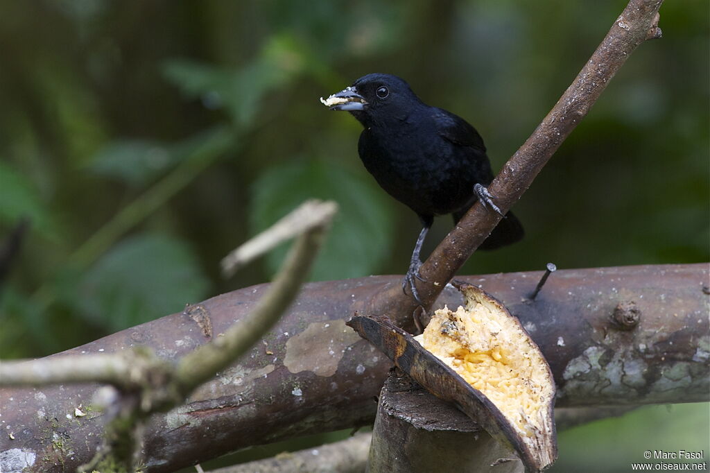 White-lined Tanager male adult, identification, feeding habits