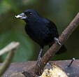 Tangara à galons blancs