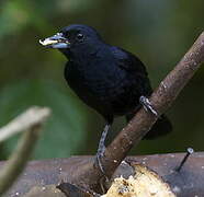 White-lined Tanager