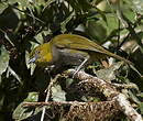 Tangara à gorge jaune