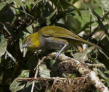 Yellow-throated Chlorospingus