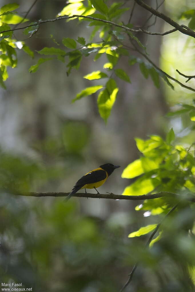 Black-throated Shrike-Tanager male adult, identification