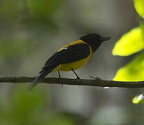 Black-throated Shrike-Tanager