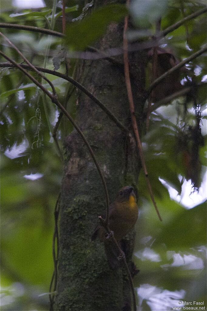 Red-throated Ant Tanager female adult, identification