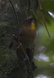 Tangara à gorge rouge