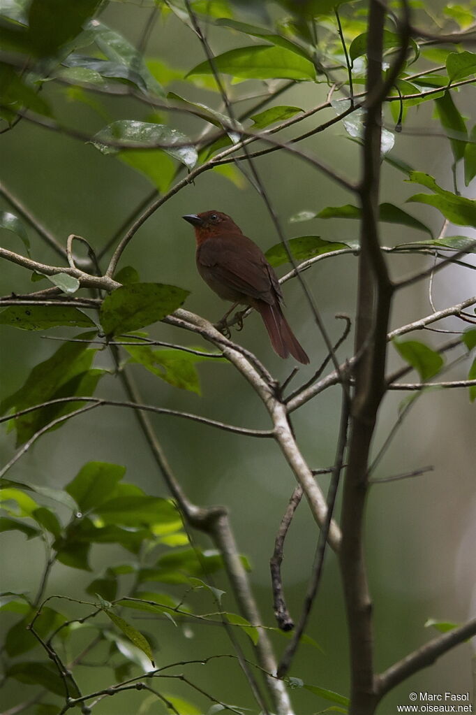 Tangara à gorge rouge mâle adulte, identification